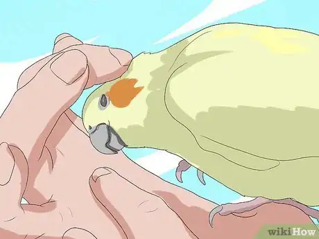 Imagen titulada Take Care of a Cockatiel Step 12