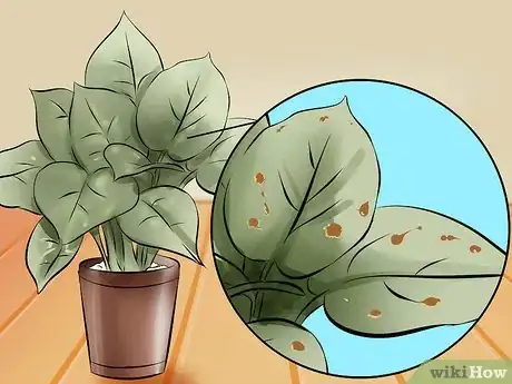 Imagen titulada Get Rid of Spider Mites Step 1
