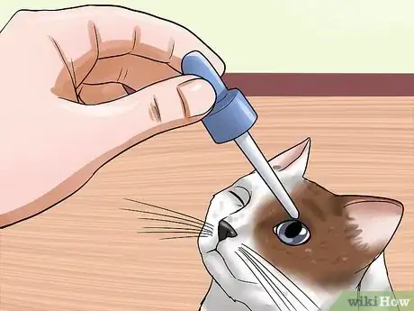 Imagen titulada Treat Third Eyelid Protrusion in Cats Step 4