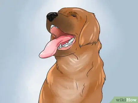 Imagen titulada Recognize Poisoning in Dogs Step 6