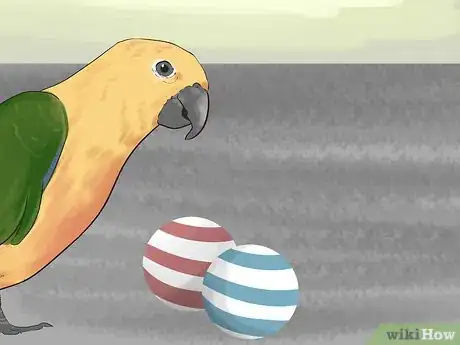Imagen titulada Entertain a Conure Step 2