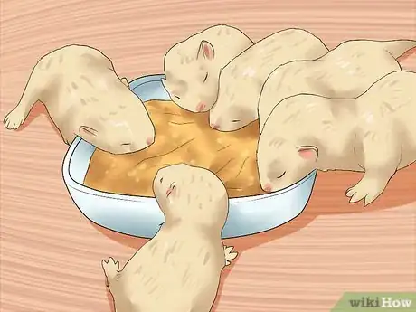 Imagen titulada Breed a Pet Ferret Step 12