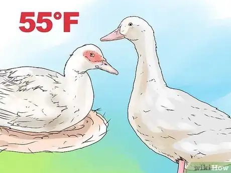 Imagen titulada Care for a Pet Duck Step 9
