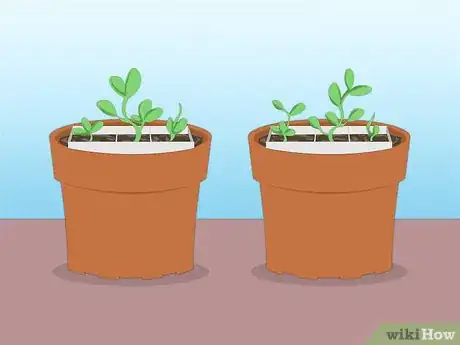 Imagen titulada Propagate Azaleas Step 48