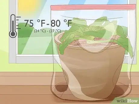 Imagen titulada Repot African Violets Step 22