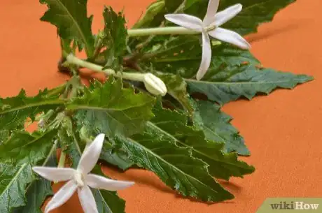 Imagen titulada Preserve Herbs Step 10