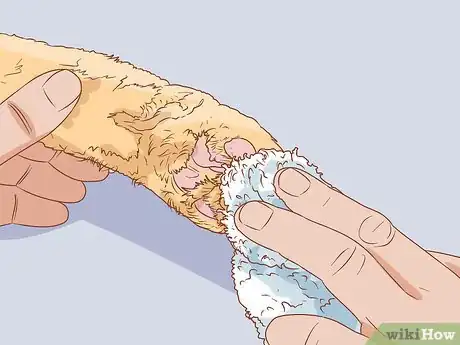 Imagen titulada Keep Litter from Clumping in Your Kitty's Paws Step 7