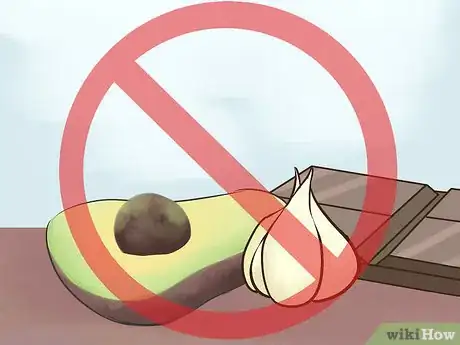 Imagen titulada Avoid Poisoning Your Guinea Pig Step 11