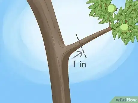 Imagen titulada Prune Guava Trees Step 4