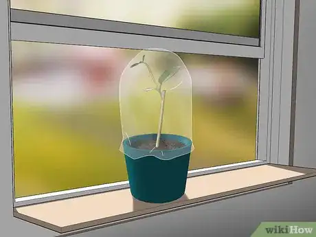 Imagen titulada Grow Jasmine from Cuttings Step 12
