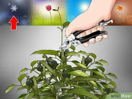 Imagen titulada Grow Jasmine from Cuttings Step 24