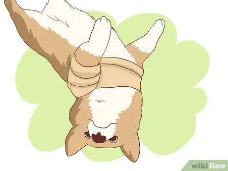 Imagen titulada Wrap a Dog’s Shoulder Step 8