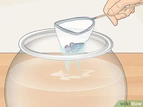 Imagen titulada Clean a Betta Fish Bowl Step 7