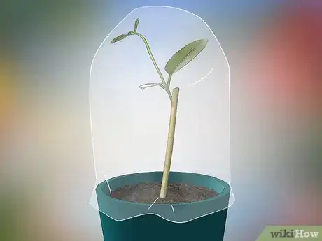 Imagen titulada Grow Jasmine from Cuttings Step 11