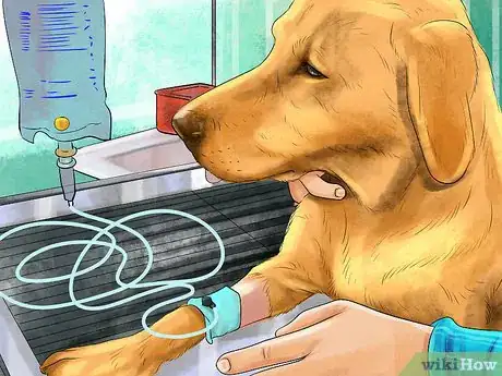 Imagen titulada Spot Signs of Pancreatitis in Dogs Step 8