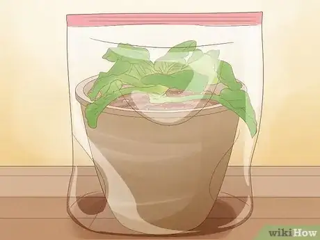 Imagen titulada Repot African Violets Step 21