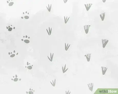 Imagen titulada Survive Alone in the Woods with Nothing but a Hatchet Step 10