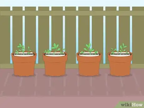Imagen titulada Propagate Azaleas Step 49