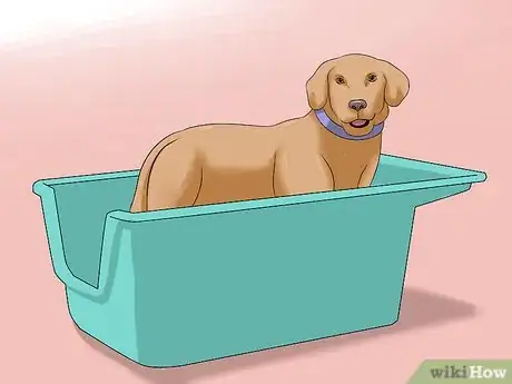 Imagen titulada Remove Skunk Odor from Dogs Step 9