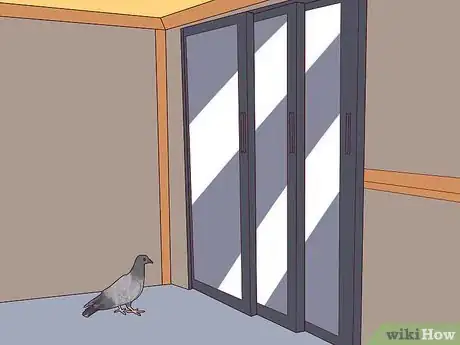 Imagen titulada Keep a Single Pigeon Step 7