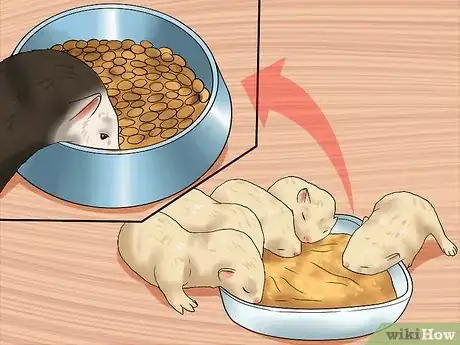Imagen titulada Breed a Pet Ferret Step 13