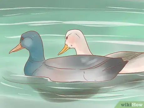 Imagen titulada Take Care of Ducklings Step 13