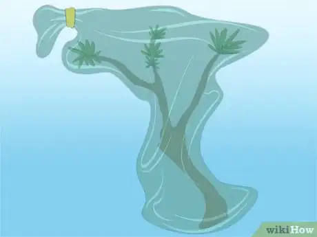 Imagen titulada Propagate Azaleas Step 14