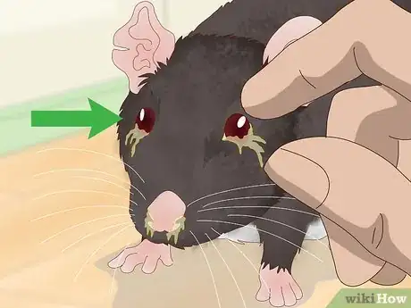 Imagen titulada Spot Common Signs of Illness in Mice Step 3