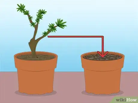 Imagen titulada Propagate Azaleas Step 25