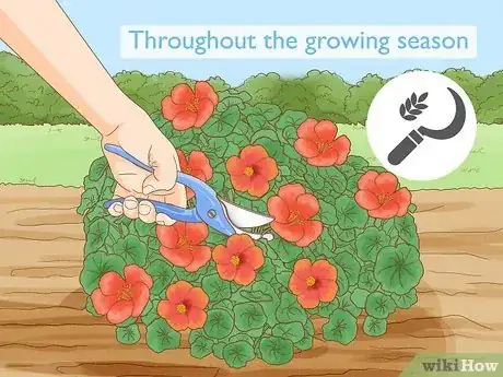 Imagen titulada Grow Nasturtiums Step 10