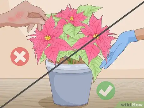 Imagen titulada Prune a Poinsettia Step 1