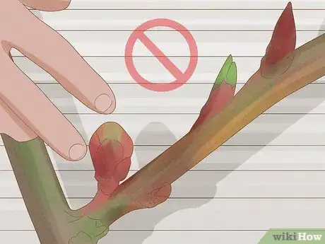 Imagen titulada Prune Wisteria Step 4