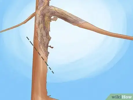 Imagen titulada Prune Guava Trees Step 8