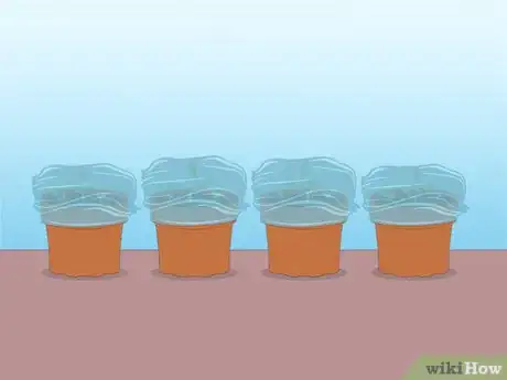 Imagen titulada Propagate Azaleas Step 43