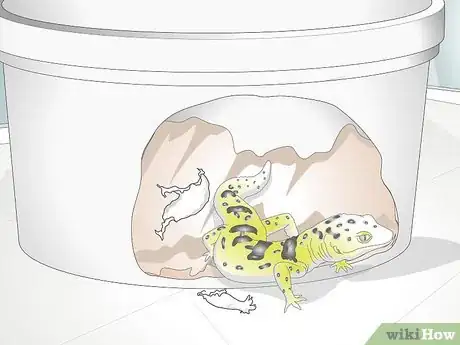 Imagen titulada Bathe a Leopard Gecko Step 10
