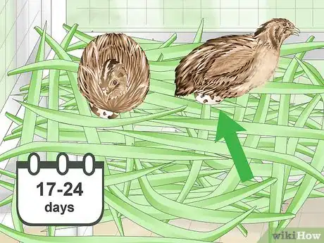Imagen titulada Breed Quail Step 14