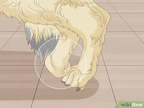 Imagen titulada Strengthen an Old Dog's Hind Legs Step 5