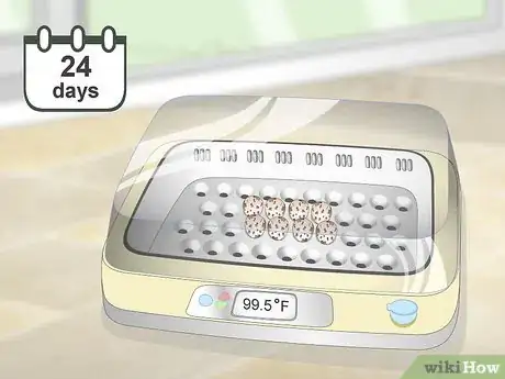 Imagen titulada Breed Quail Step 20