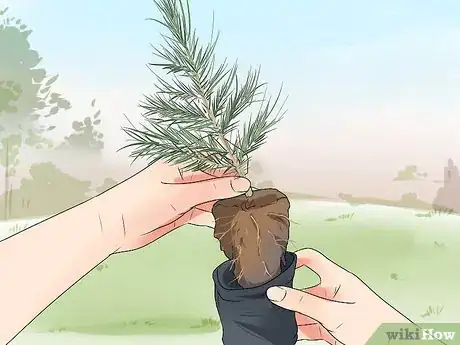 Imagen titulada Plant Cedar Trees Step 8