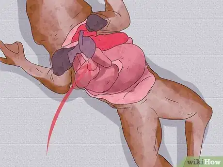 Imagen titulada Dissect a Frog Step 16
