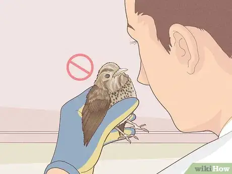 Imagen titulada Help a Bird with a Broken Wing Step 2