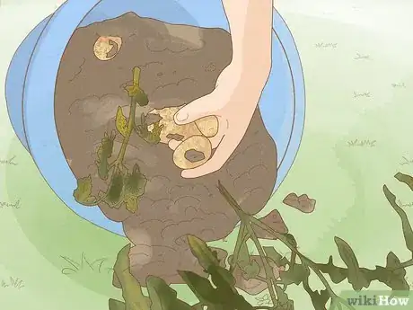 Imagen titulada Grow Potatoes Indoors Step 16