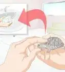mantener a una tortuga saludable
