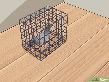 Imagen titulada Keep a Single Pigeon Step 5