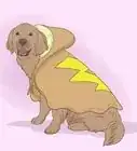hacer ropa para perros
