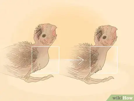 Imagen titulada Feed a Baby Budgie Step 10