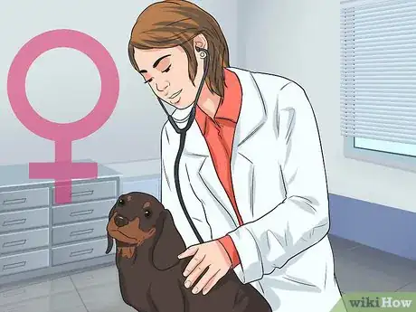 Imagen titulada Artificially Inseminate a Dog Step 3