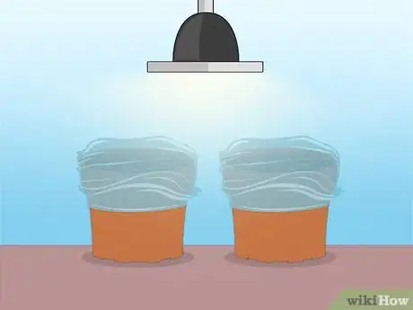 Imagen titulada Propagate Azaleas Step 38