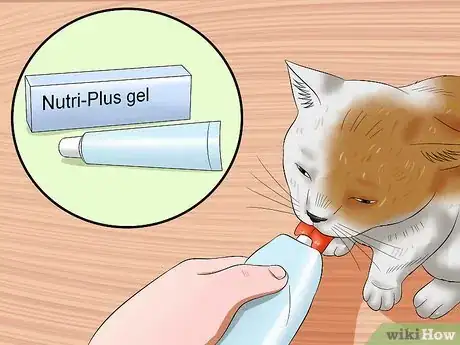 Imagen titulada Care for an FIV Infected Cat Step 6