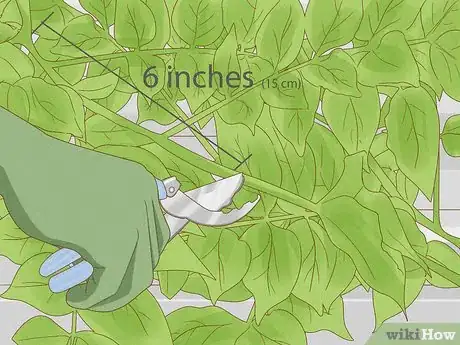 Imagen titulada Prune Wisteria Step 7